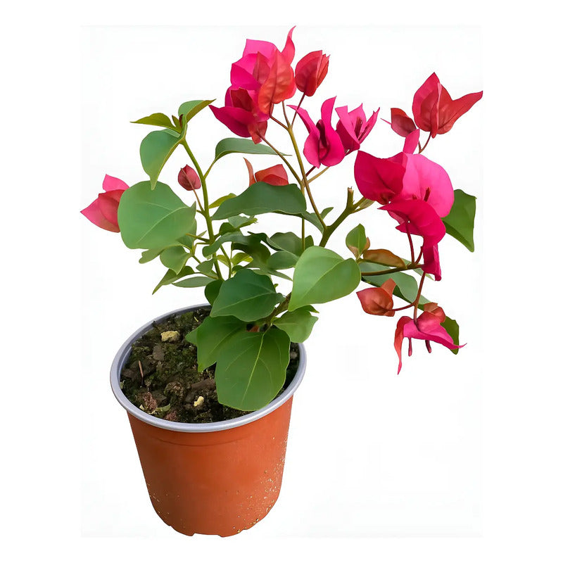 Plantas de exterior