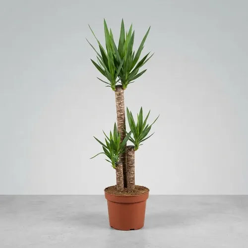 Yuca Trio Planta Ornamental Palmera Interior