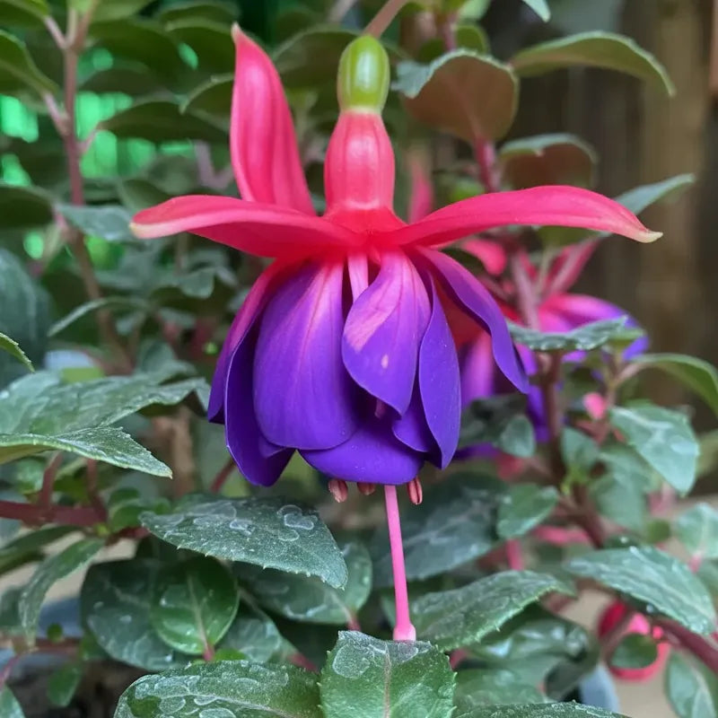 Flores Exterior