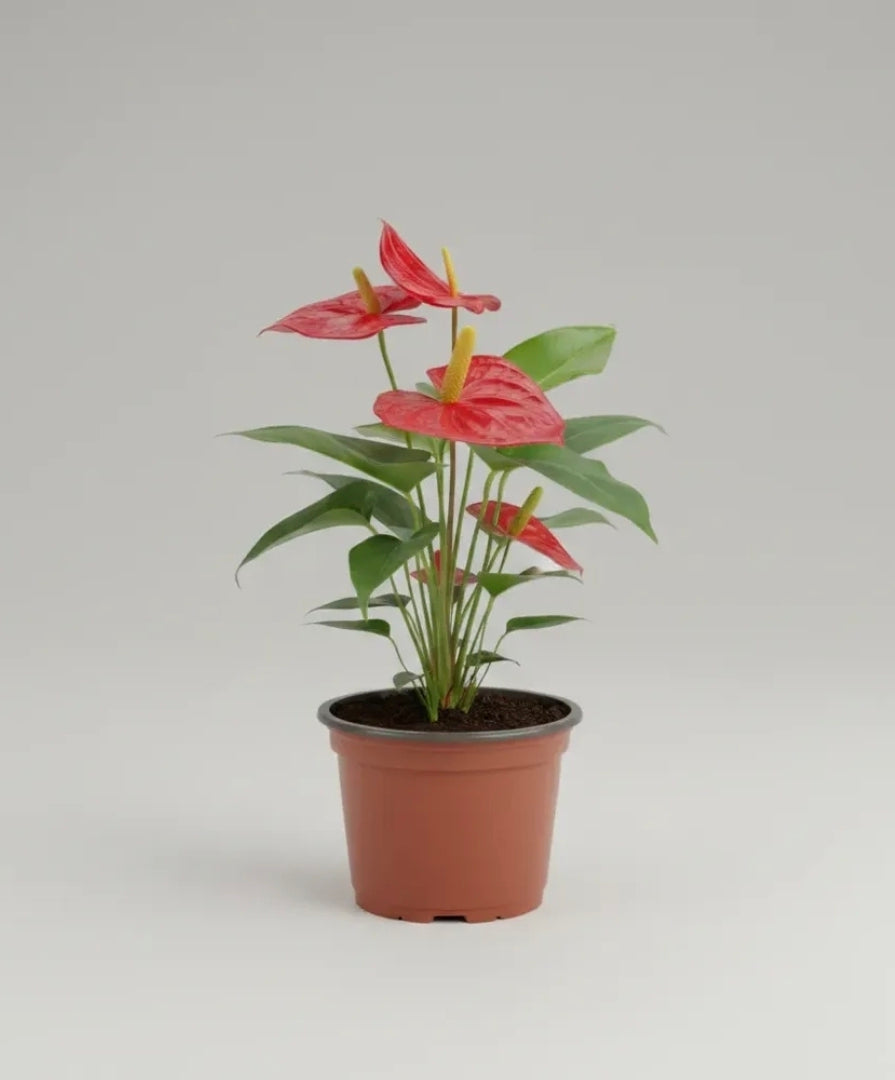 Flores de Interior