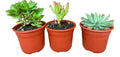 Set de 3 suculentas al azar