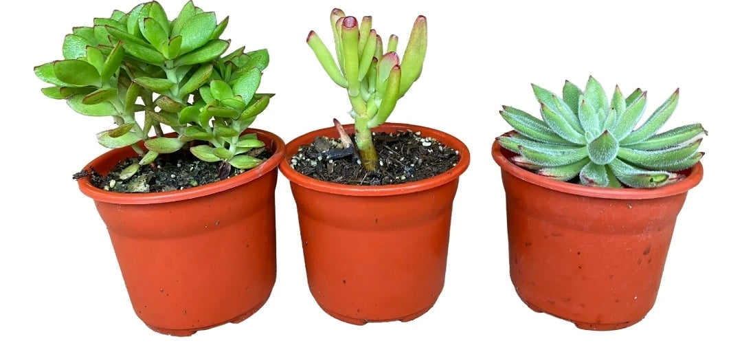 Set de 3 suculentas al azar