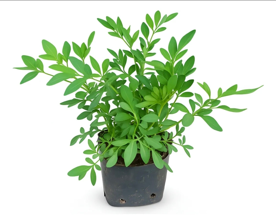 Ruda pequeña Planta medicinal y de proteccion