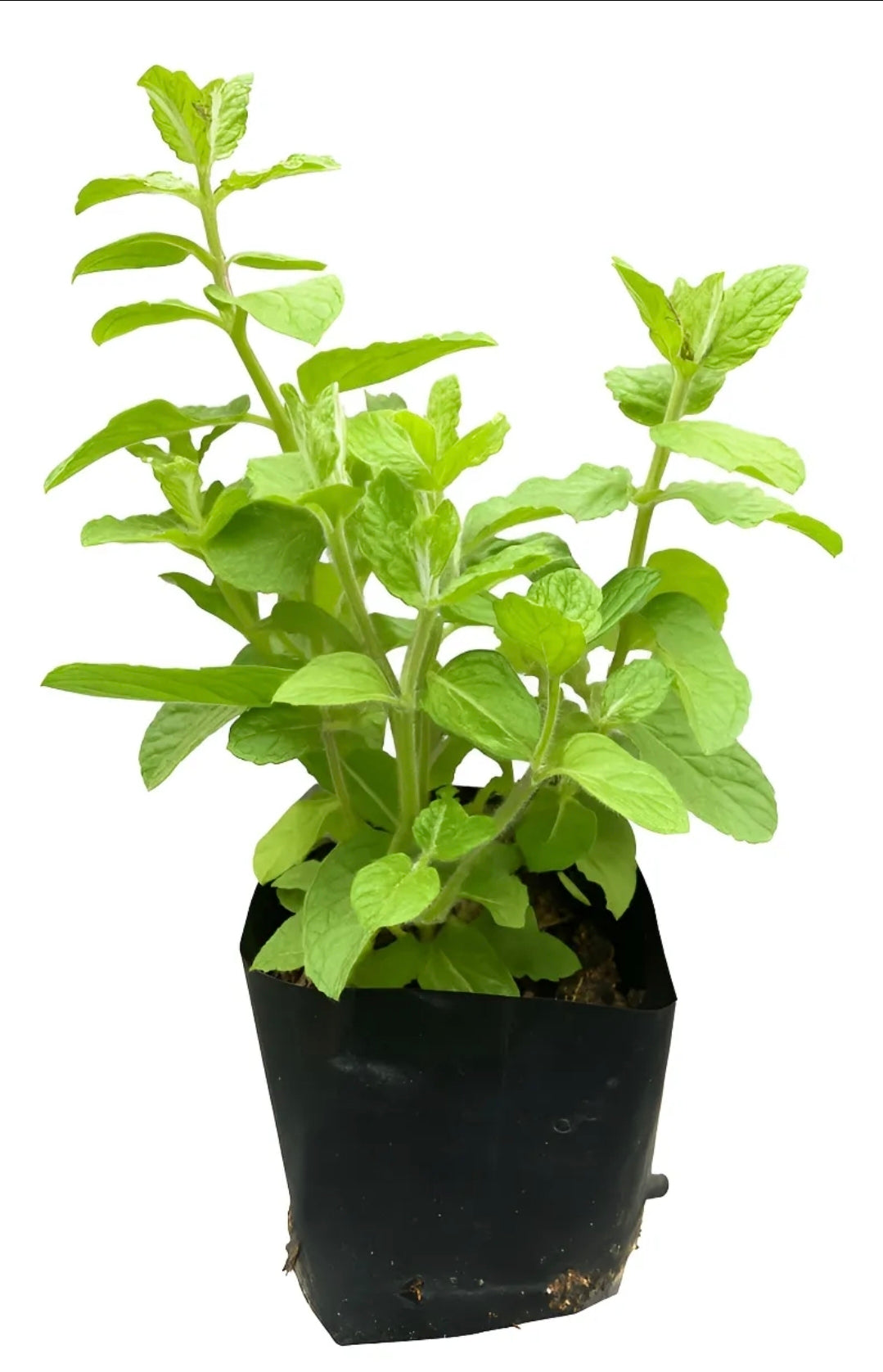Menta Pequeña Planta Aromatica