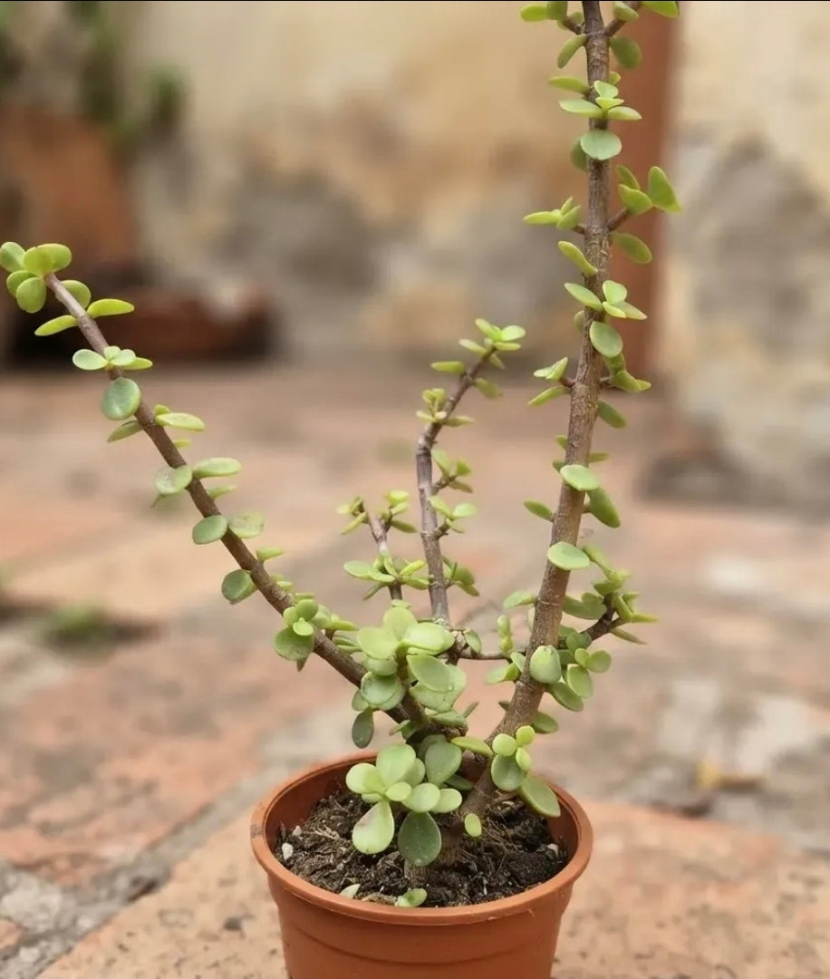 Portulacaria Árbol Del Dinero
