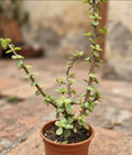 Portulacaria Árbol Del Dinero