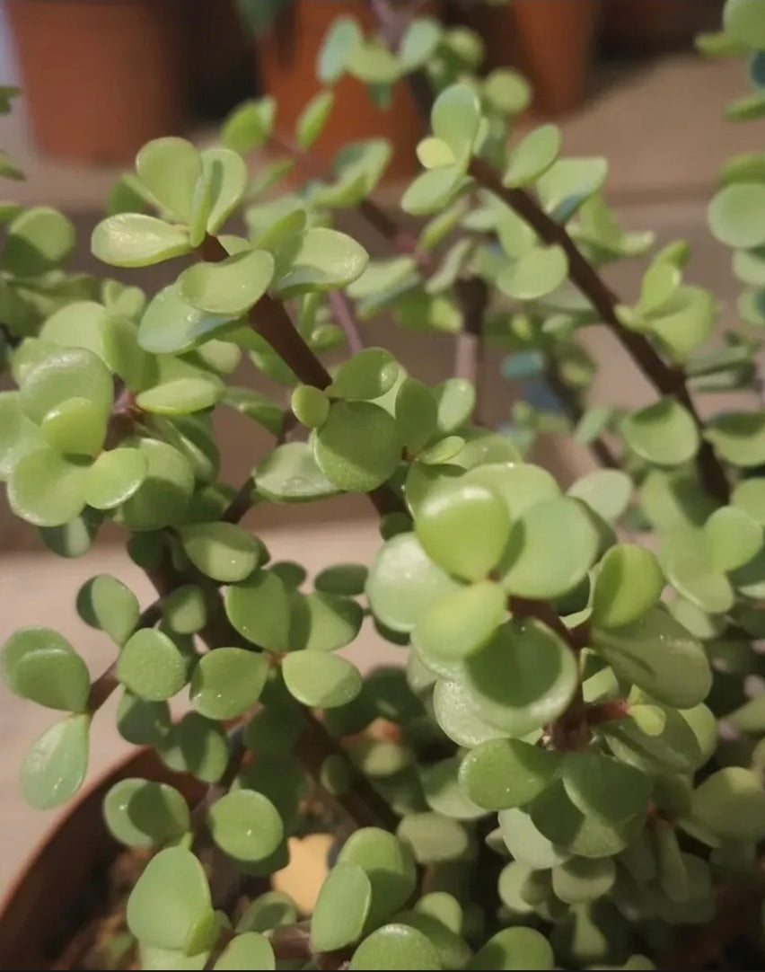 Portulacaria Árbol Del Dinero