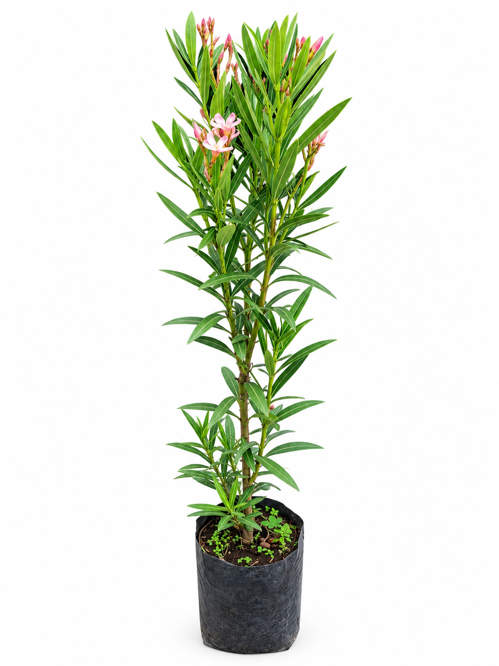 Laurel Enano Con Flor Rosa Claro