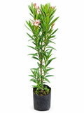 Laurel Enano Con Flor Rosa Claro
