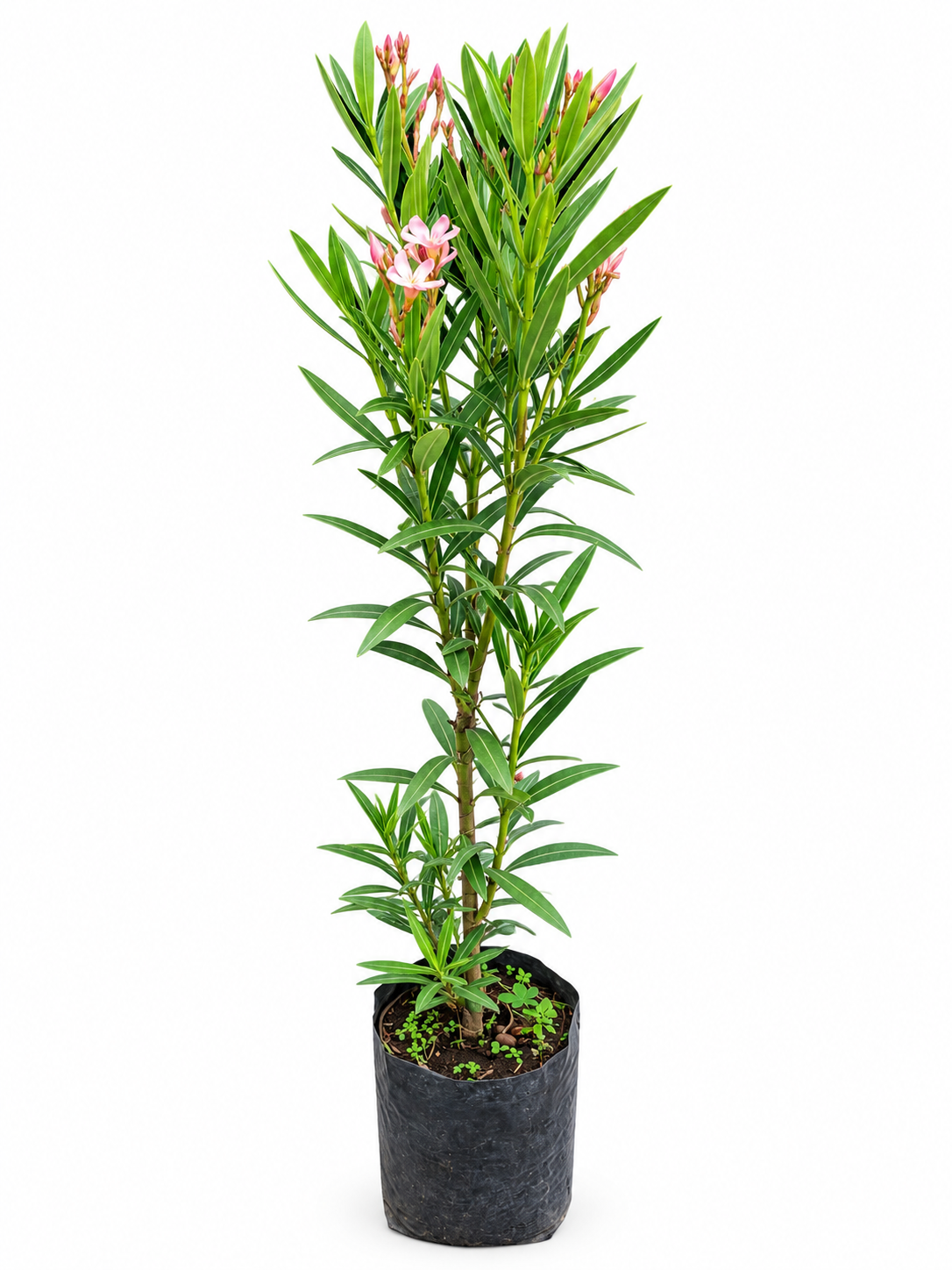 Laurel Enano Con Flor Rosa Claro