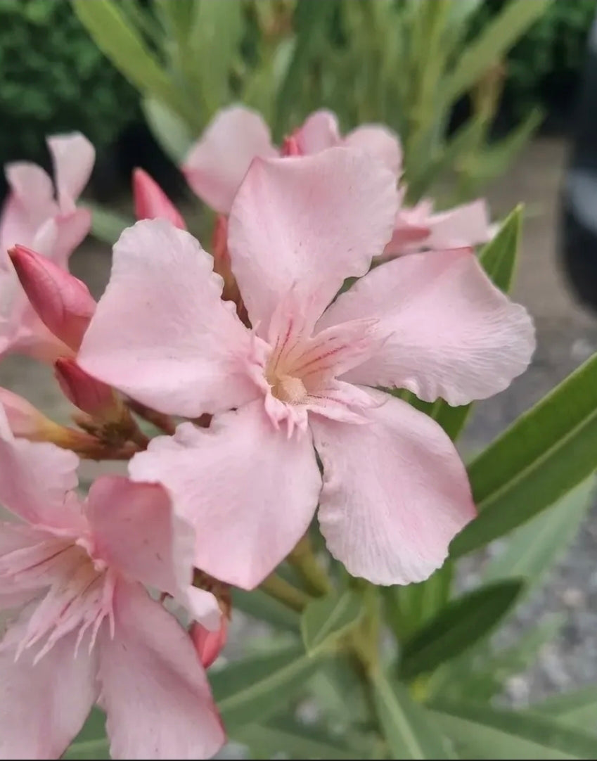 Laurel Enano Con Flor Rosa Claro