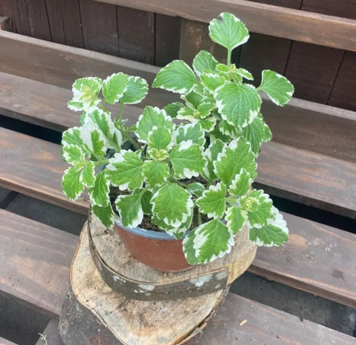 Incienso planta aromática