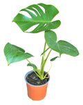 Monstera Deliciosa pequeña