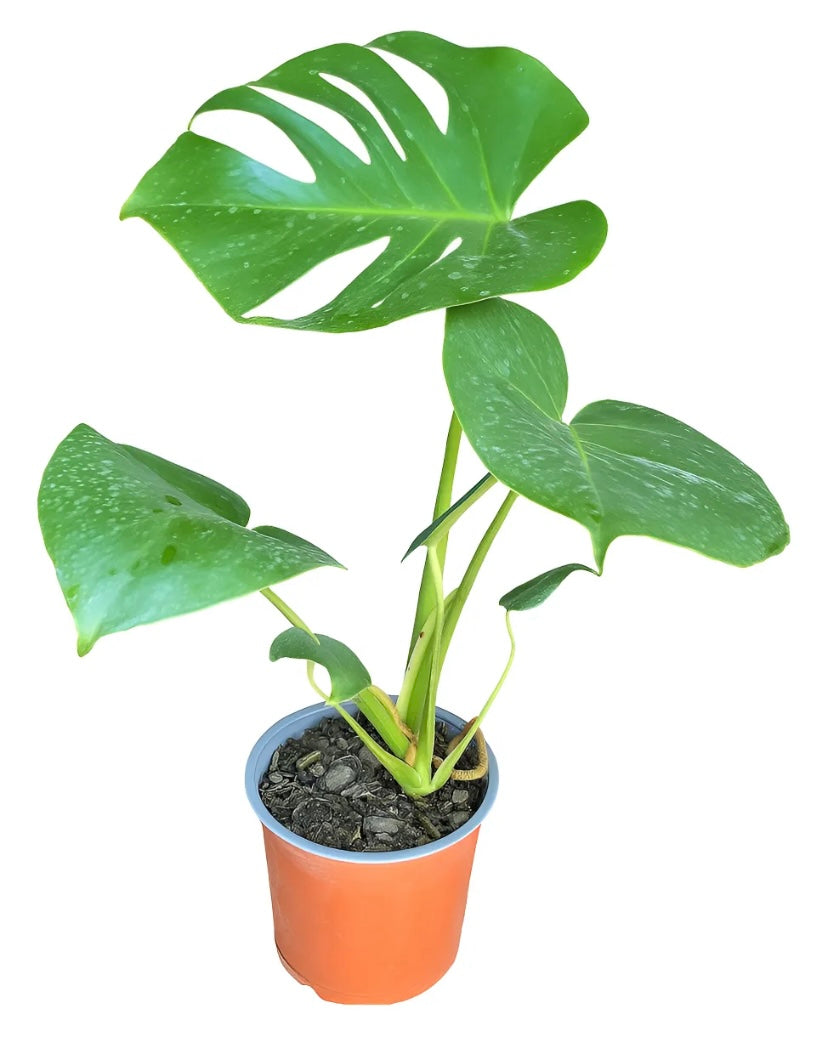 Monstera Deliciosa pequeña