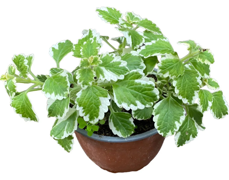 Incienso planta aromática