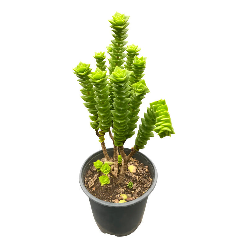 Crassula Green Pagoda Suculenta