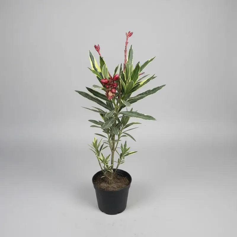 Laurel De Flor Variagado