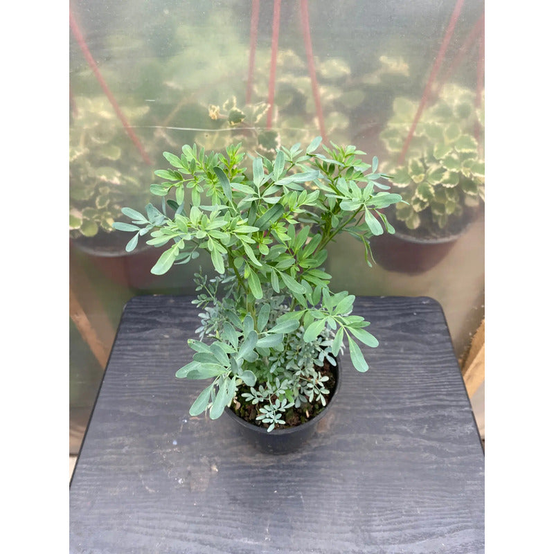 Ruda Planta Medicinal Y Protectora