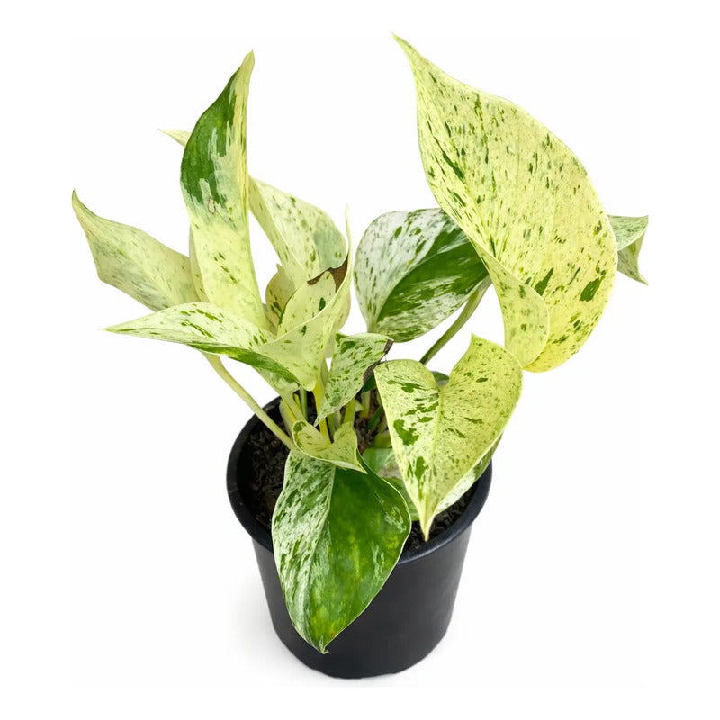Potus Marble Queen Planta Trepadora/colgante