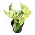 Potus Marble Queen Planta Trepadora/colgante