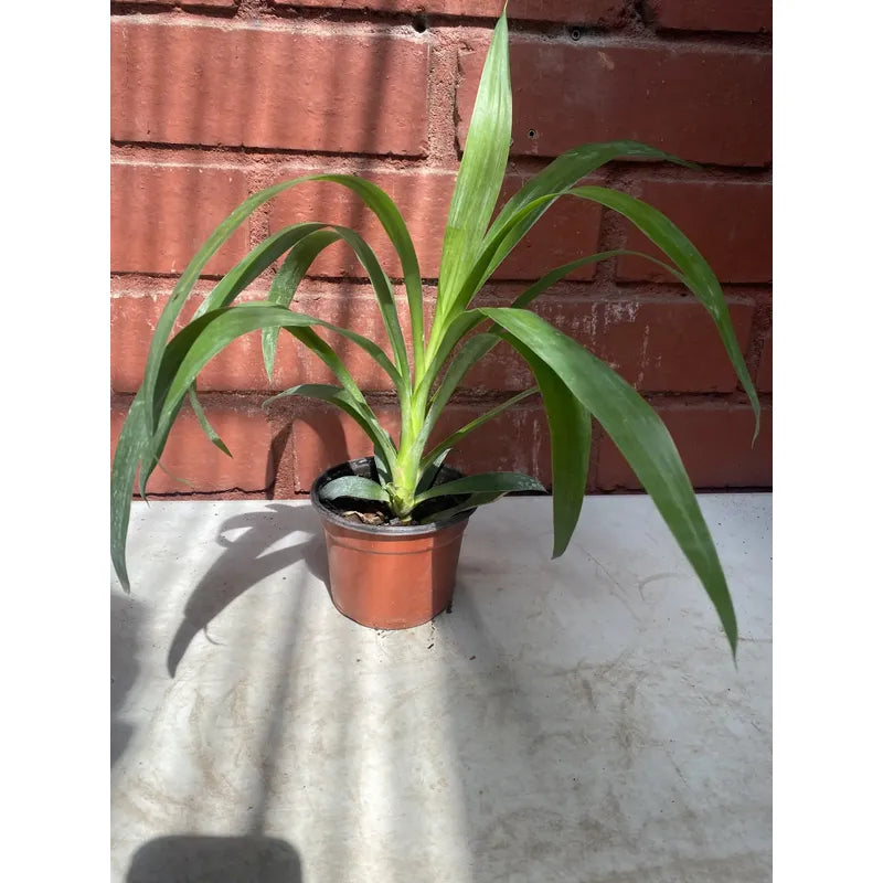 Yuca Punta Palmera Interior 30cm Agua