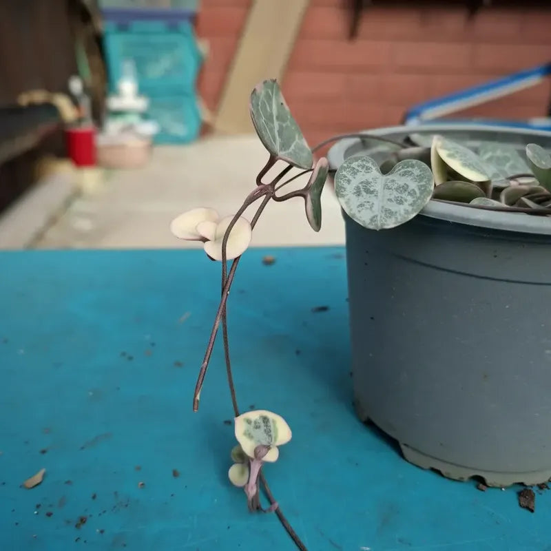Ceropegia Woodi Variegada Cadena De Corazones Suculenta
