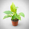 Potus Scindapsus Golden Colgante Pequeño