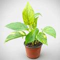 Potus Scindapsus Golden Colgante Pequeño