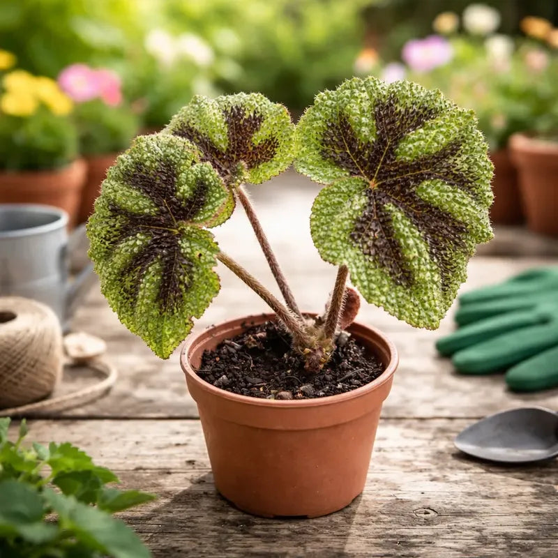 Begonia Cruz De Hierro/ Begonia Masoniana