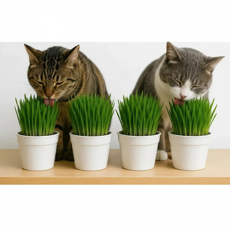 Pack 4 Hierba Gatera/pasto Para Gatos Organico Y Natural