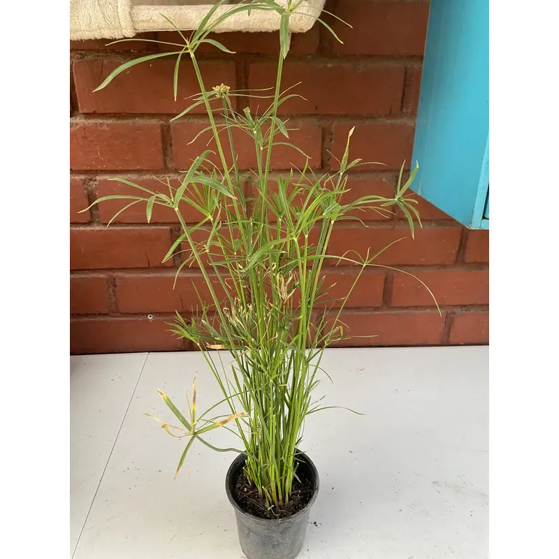 Papiro Enano Planta Ornamental