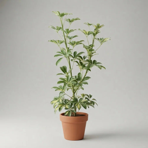 Cheflera Variegada 100 cm | Planta de Interior