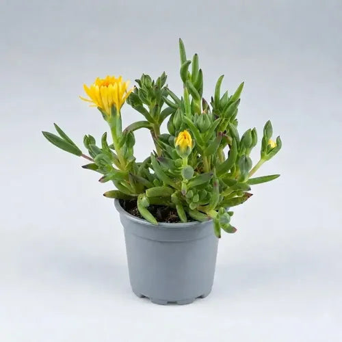 Pack 4 Rayito Sol Planta Ornamental Exterior Suculenta