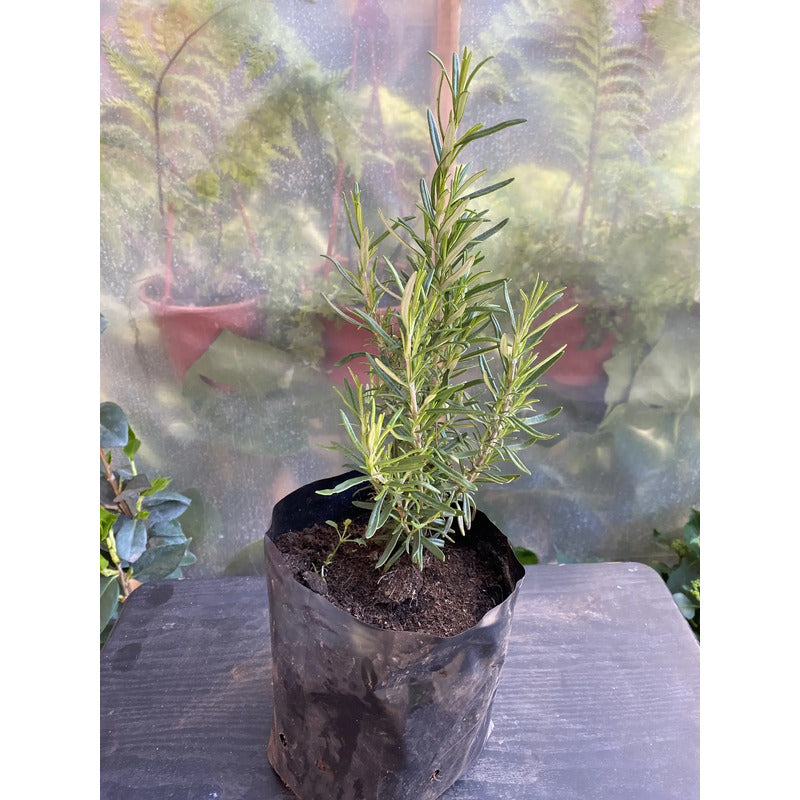 Romero Pequeño/hierba Aromatica