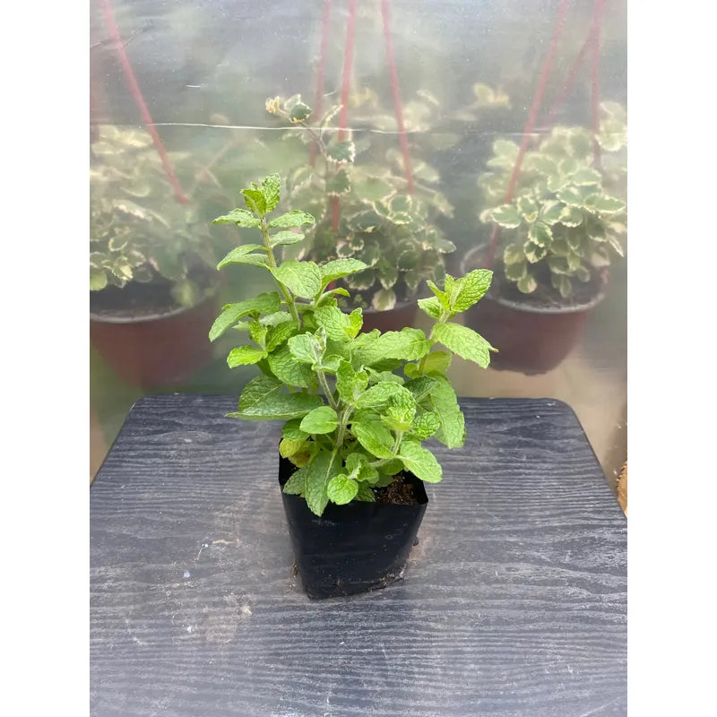 Menta Pequeña Planta Aromática Y Medicinal Verde