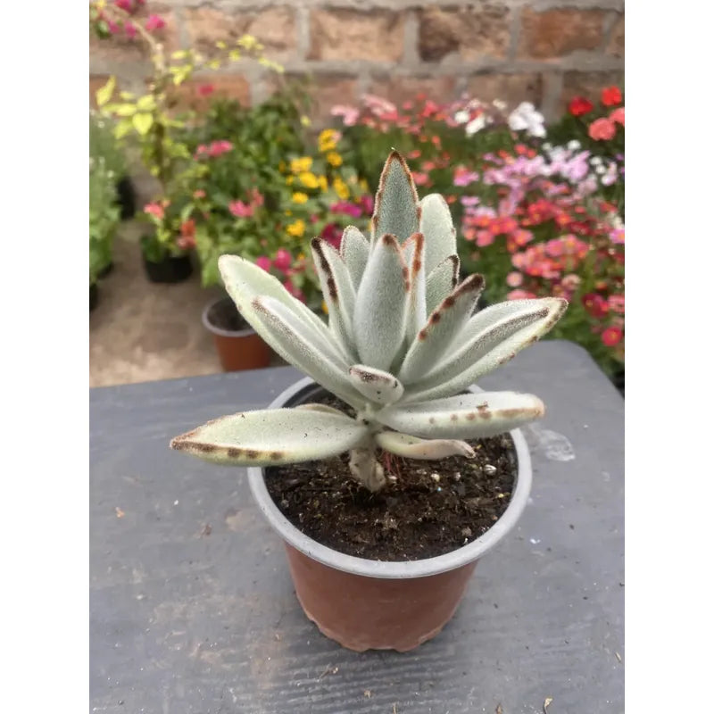 Kalanchoe Tomentosa 10 cm — Orejas de Conejo Suculenta