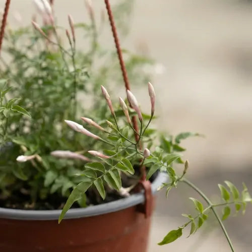Jazmin Poleanta Colgange Planta Trepadoras Aromatica