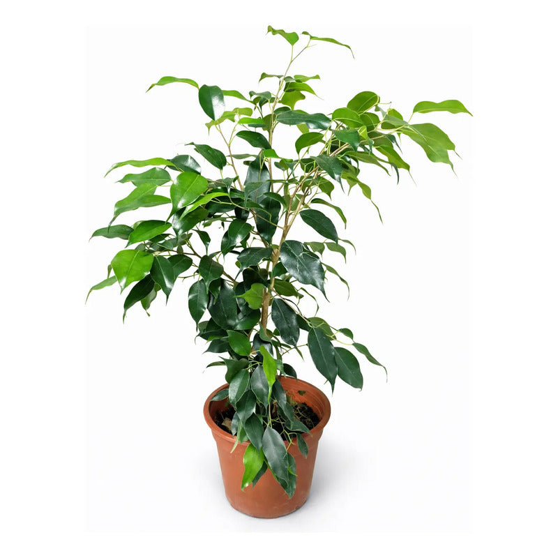 Ficus Negro Planta Interior Ornamental