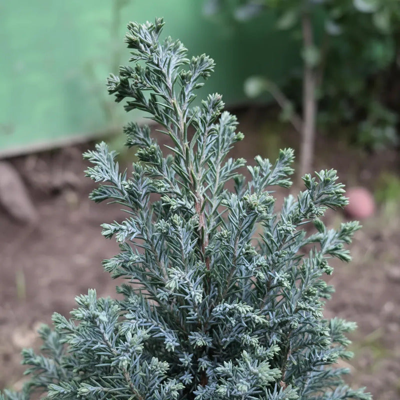 Pino Azul Elwoodii pequeño 30cm
