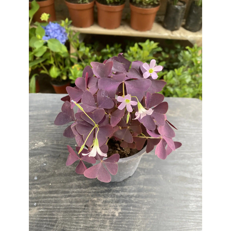 Oxalis Triangularis Trébol Morado