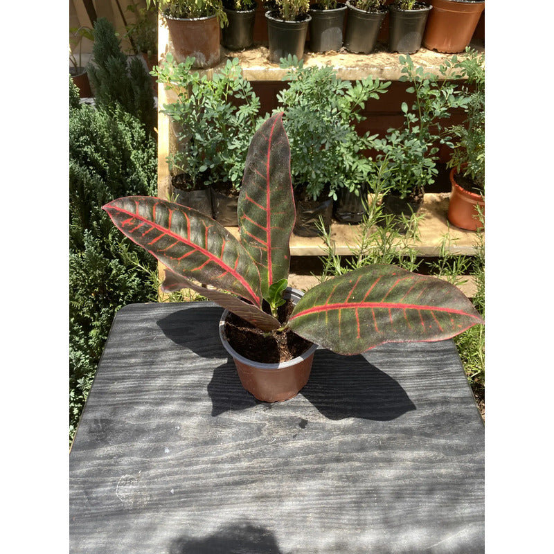 Planta Croton 20 Cm, Ideal Para Interiores Y Decoración