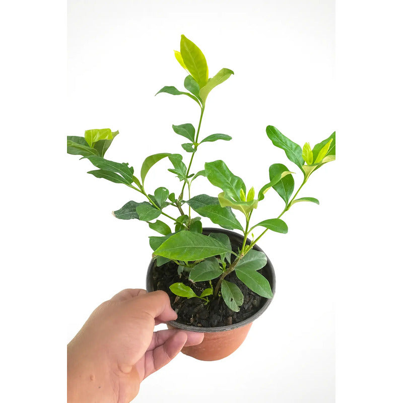 Gardenia / Jazmín Del Cabo Pequeño Planta Aromatica Blanco