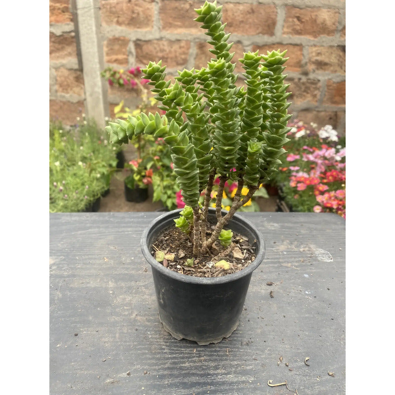 Crassula Green Pagoda Suculenta