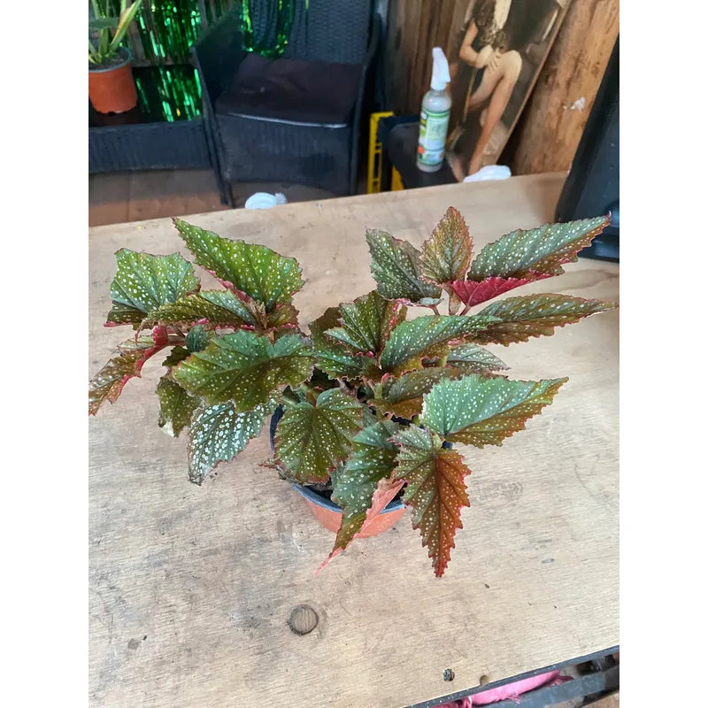 Begonia Alitas De Angel