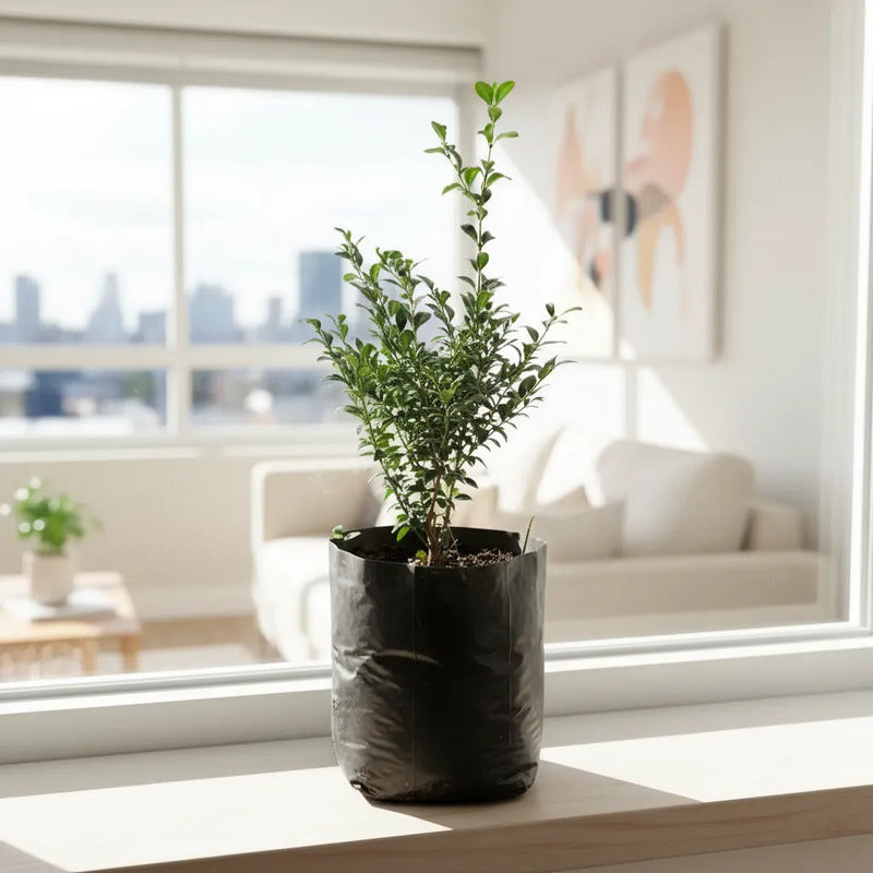 Boj Arbusto Ornamental