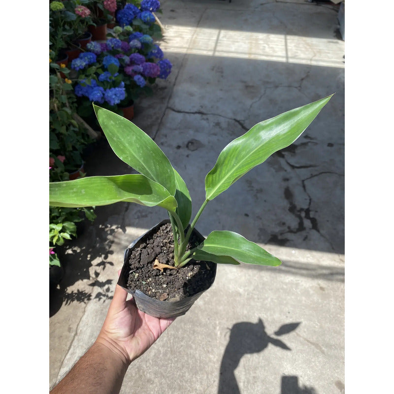 Flor Del Pájaro Ave Del Paraíso / Strelitzia Reginae 30cm