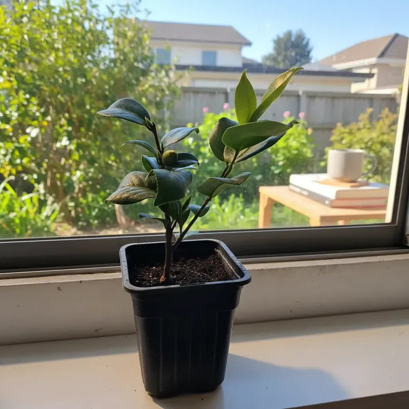 Camelia Pequeña Planta De Floracion Invernal