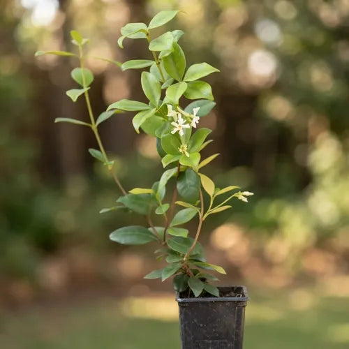 Jazmin Helice Pequeño Planta Enredadera Flor Aromatica