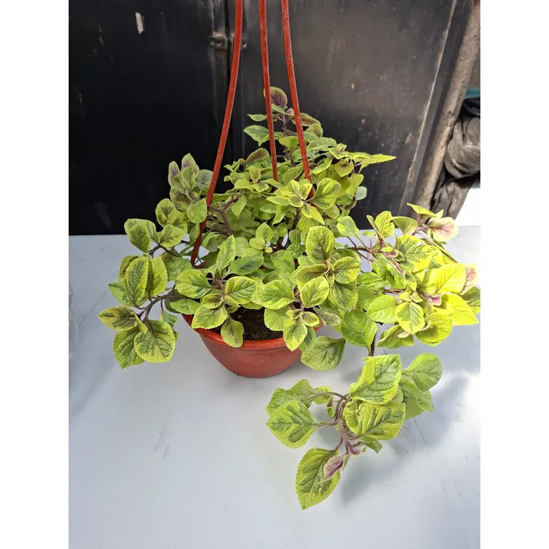 Dolar Variegado Planta Colgante Blanco