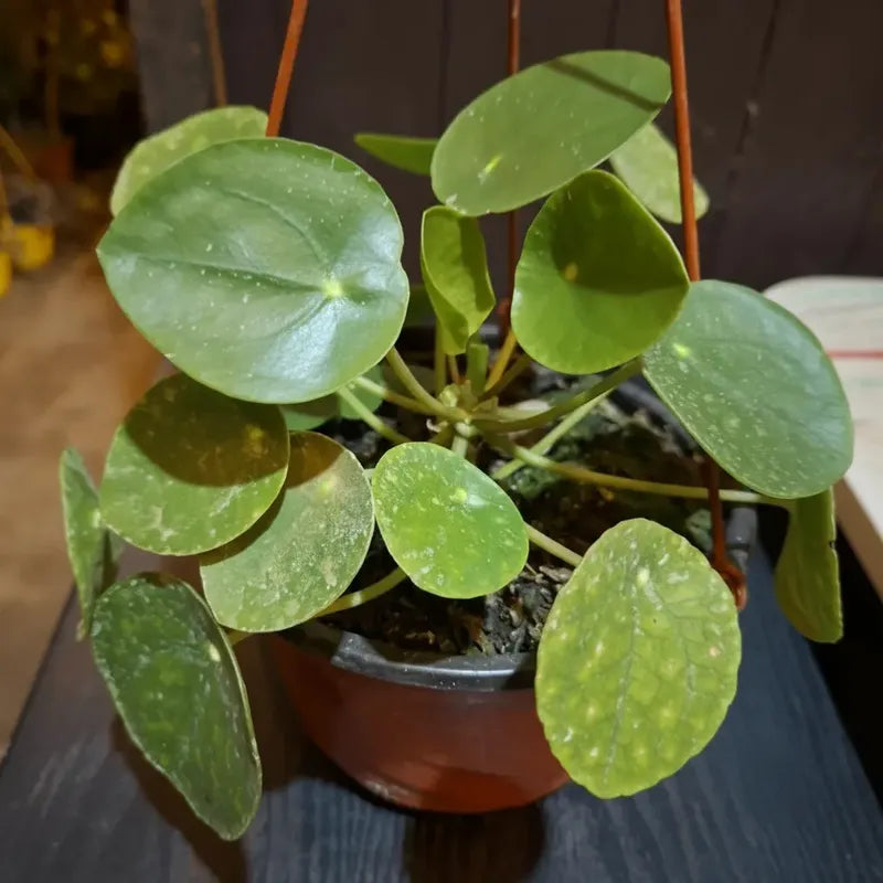 Pilea Peperomoide Planta Interior